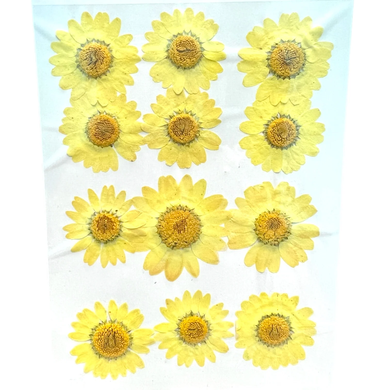 12-piece Daisy Dried Pressed Real Natural Flowers - Image 3