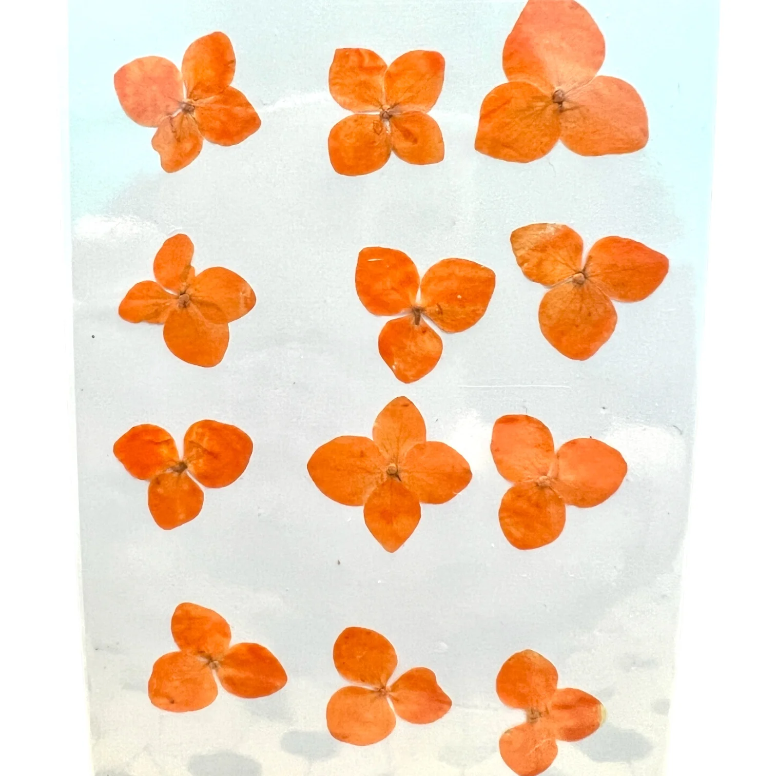 12-piece Hydrangea Dried Pressed Real Natural Flowers - Image 3