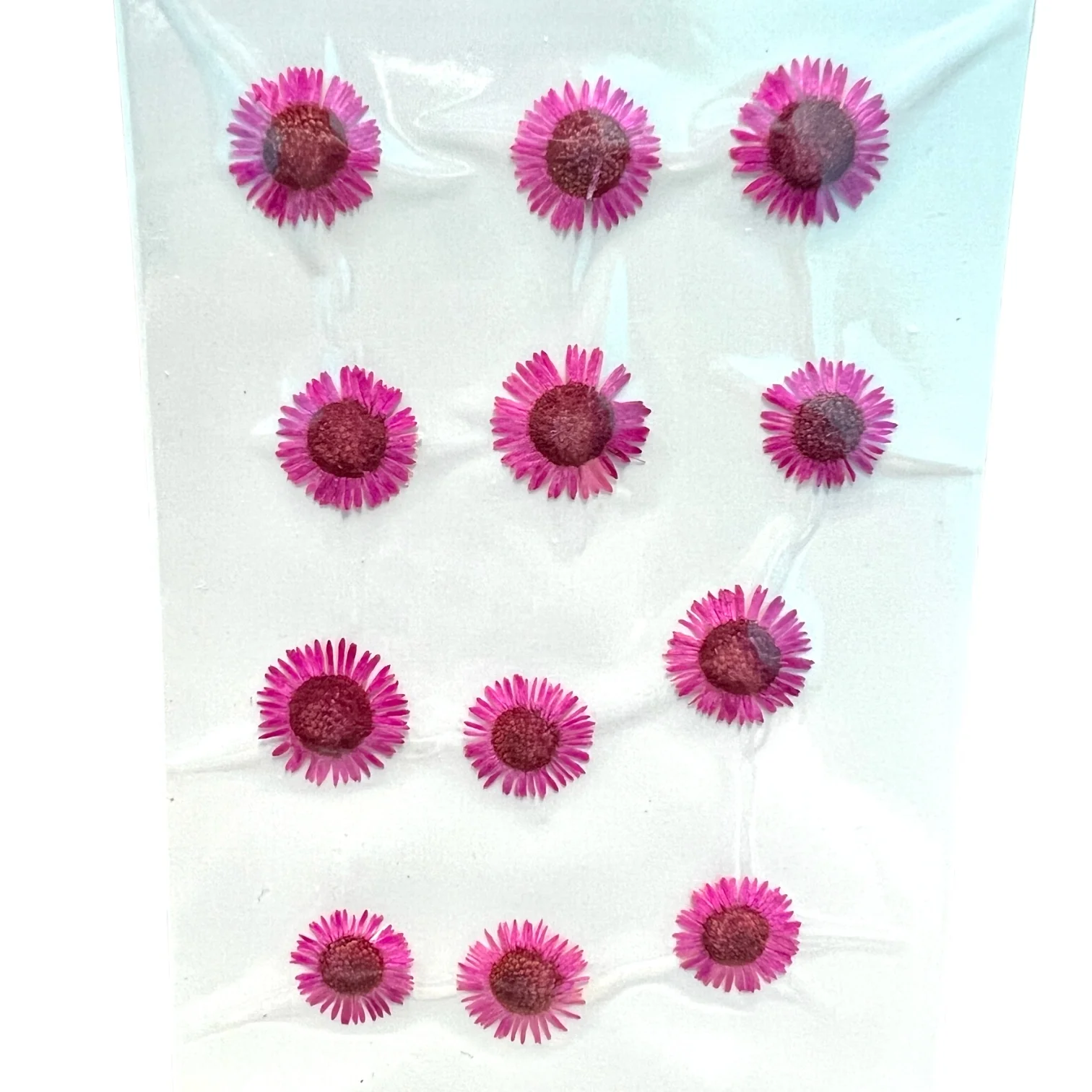 12-piece Needle Chrysanthemum Dried Pressed Real Natural Flowers - Image 3