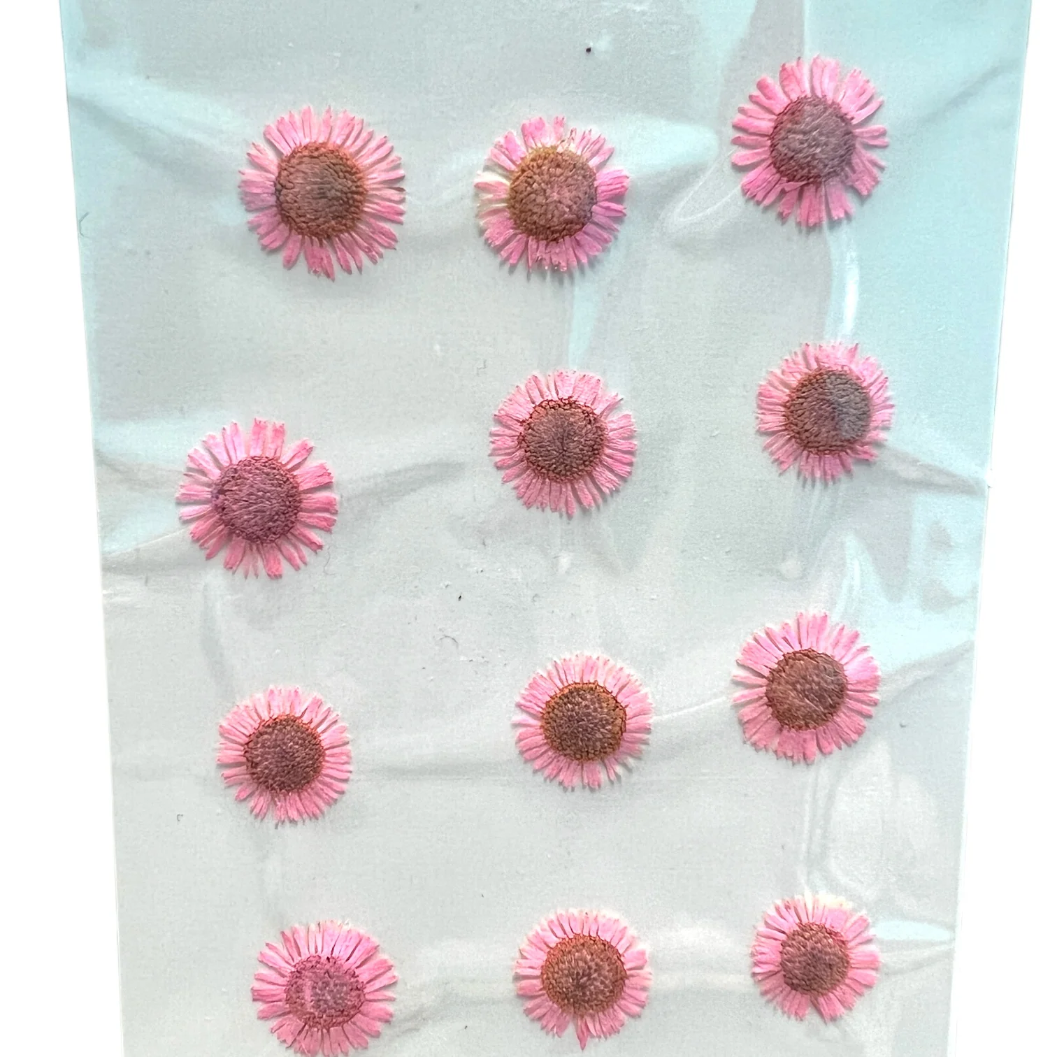 12-piece Needle Chrysanthemum Dried Pressed Real Natural Flowers - Image 4