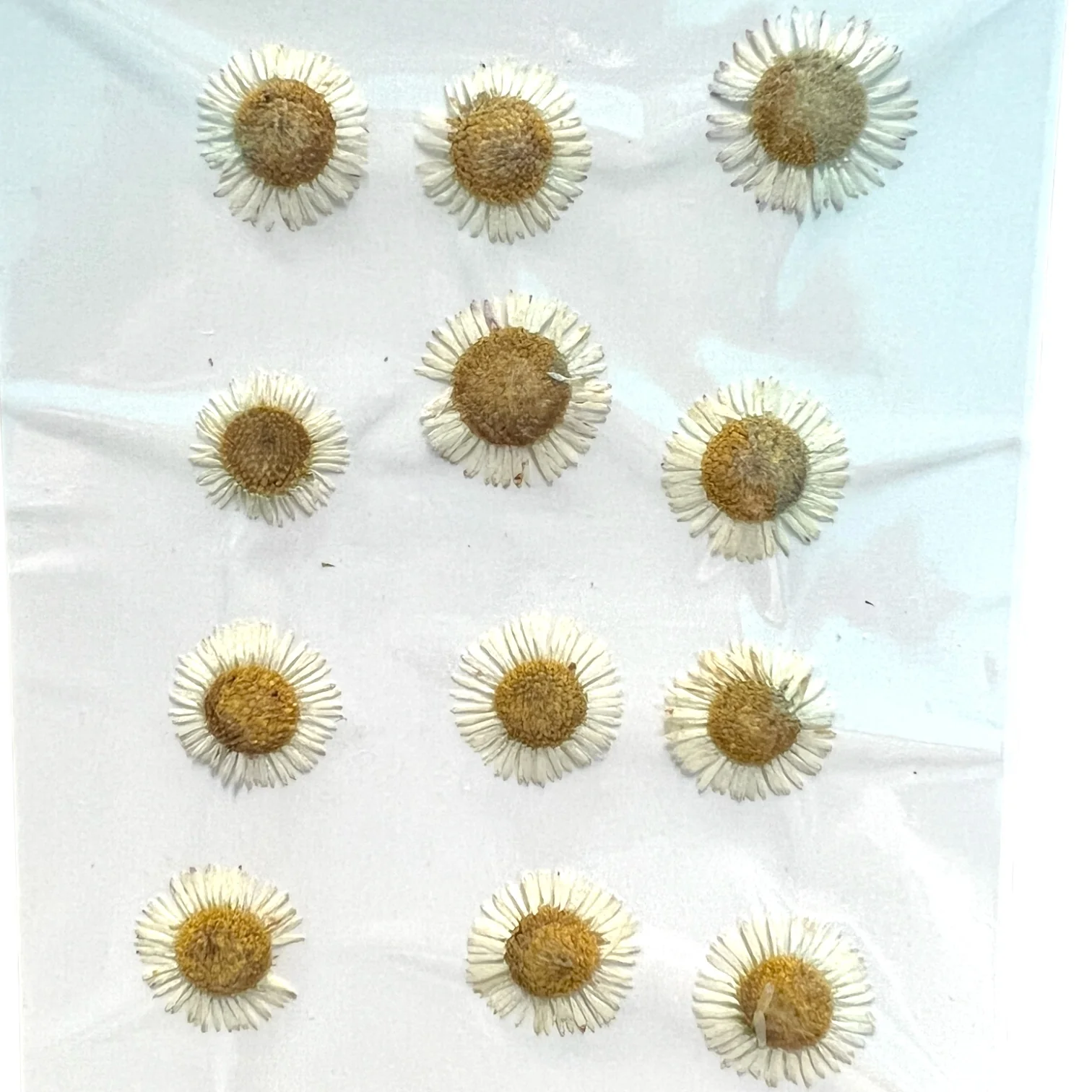 12-piece Needle Chrysanthemum Dried Pressed Real Natural Flowers - Image 5