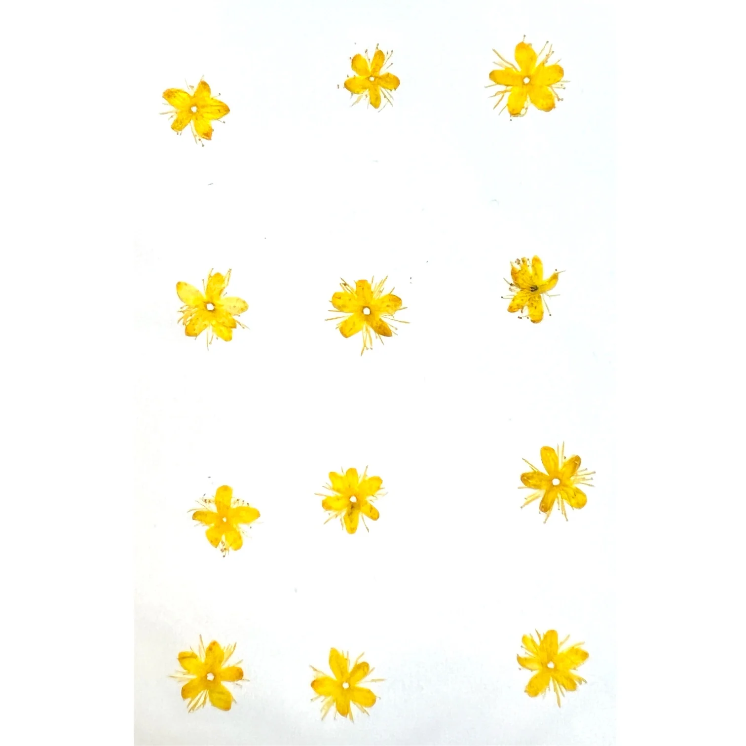 12-piece Symplocos Tanakana Nakai Dried Pressed Real Natural Flowers - Image 4