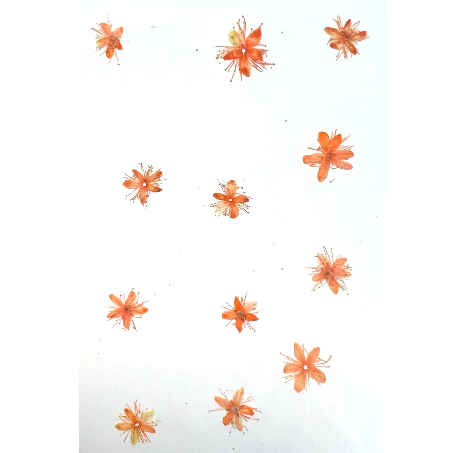 12-piece Symplocos Tanakana Nakai Dried Pressed Real Natural Flowers - Image 5