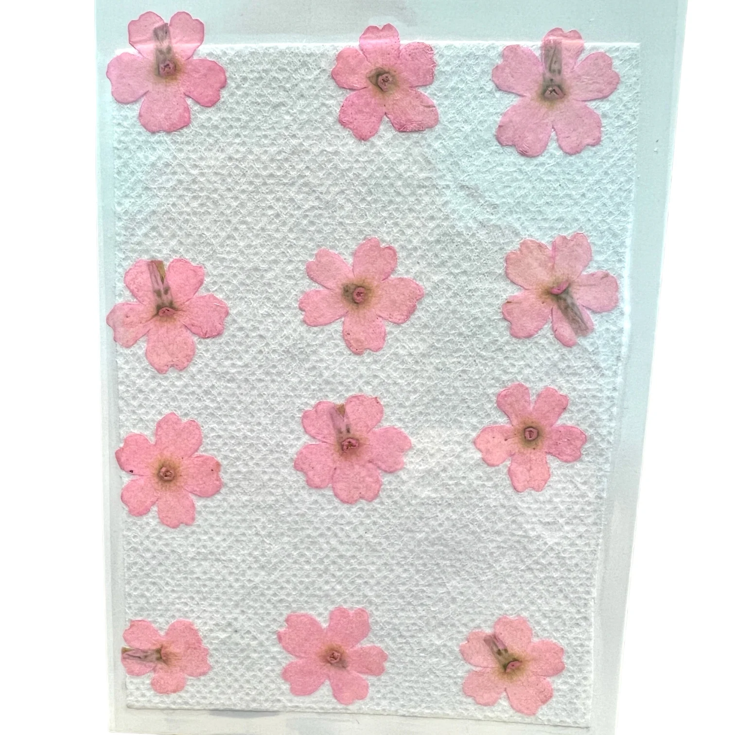 12-piece Verbena Hybrida Voss Dried Pressed Real Natural Flowers - Image 8