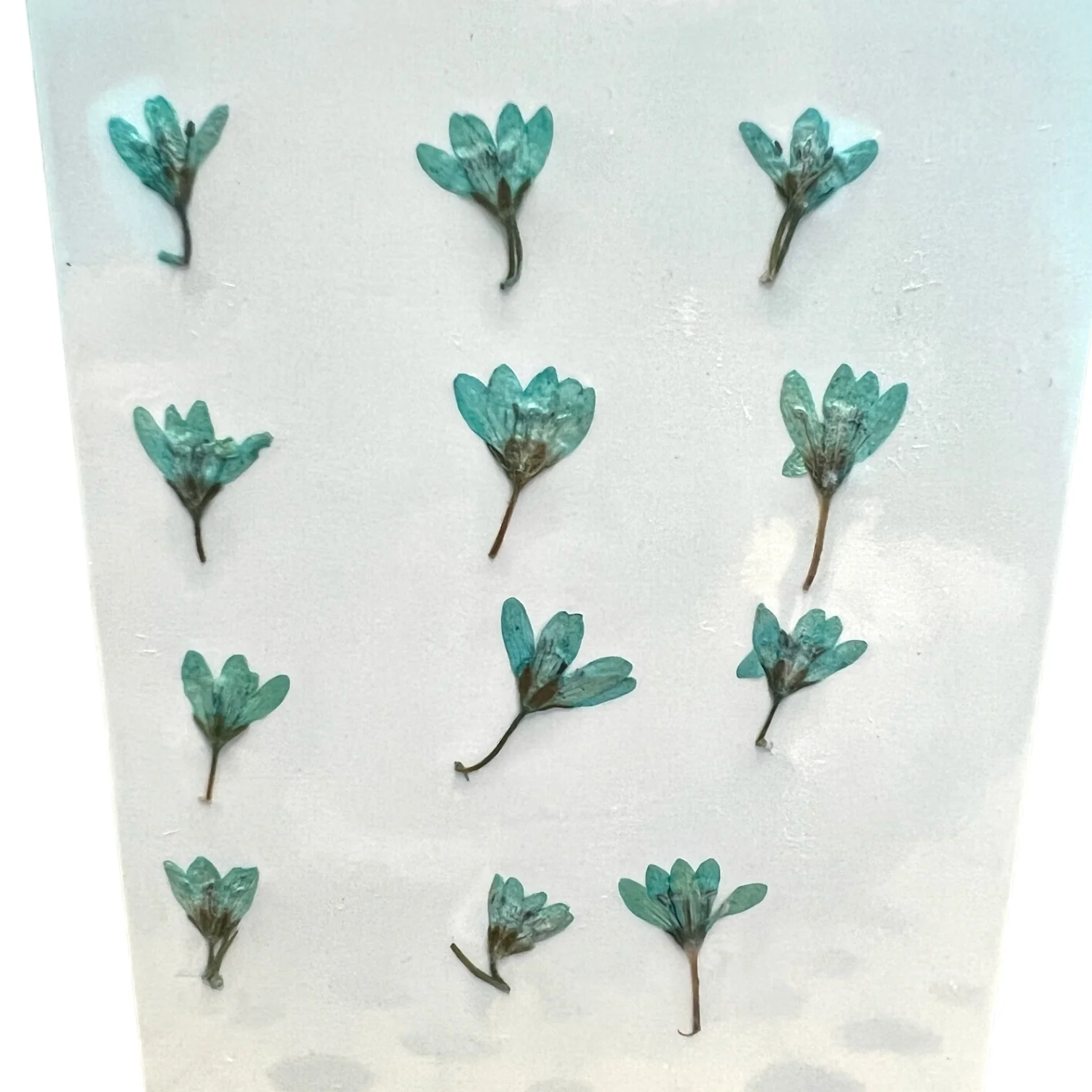 12-piece Chloris Virgata Dried Pressed Real Natural Flowers - Image 4