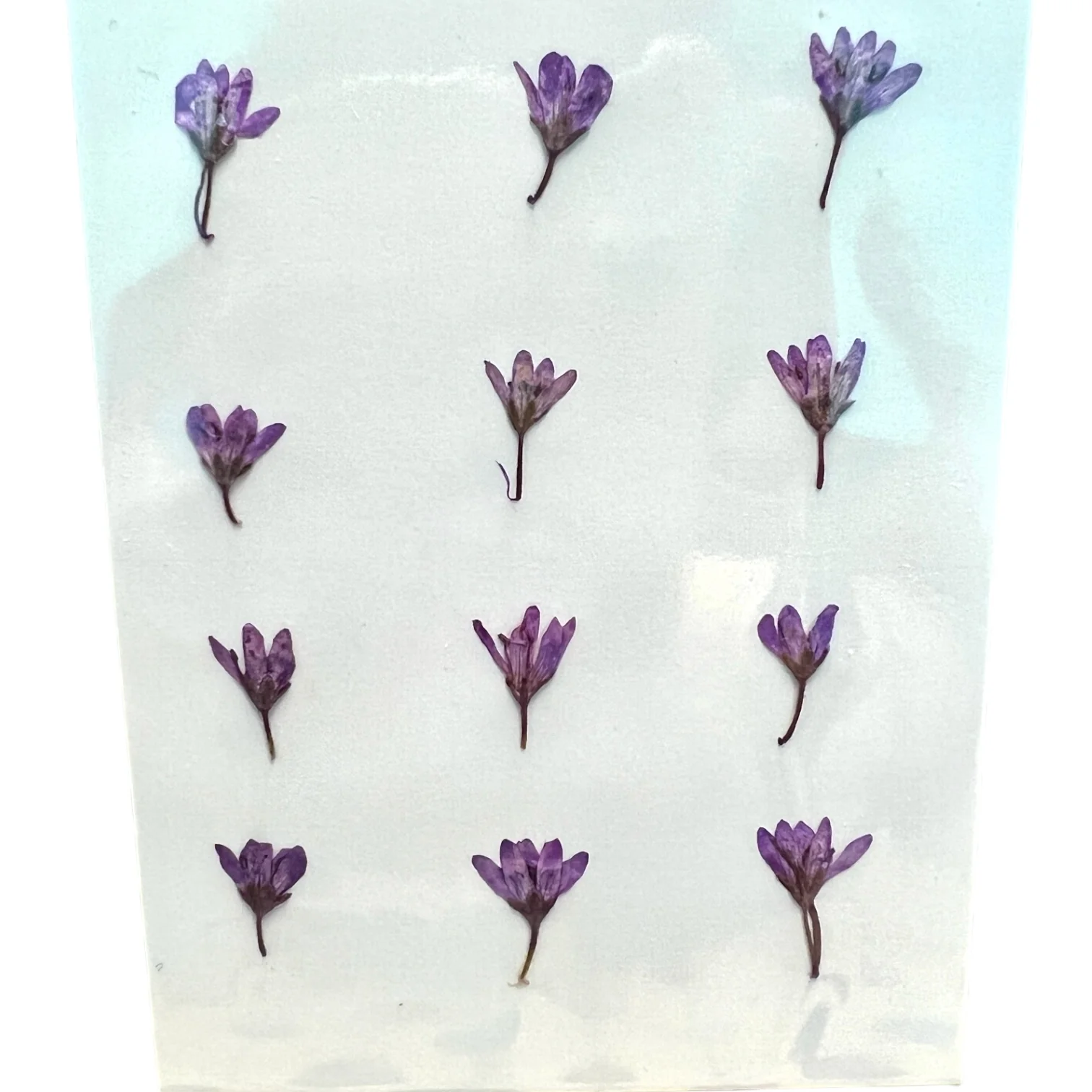 12-piece Chloris Virgata Dried Pressed Real Natural Flowers - Image 5